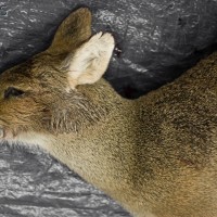 Chinese Water Deer